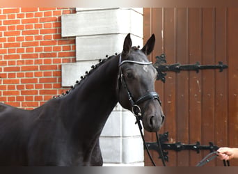 Hanoverian, Stallion, 2 years, 16.1 hh, Black