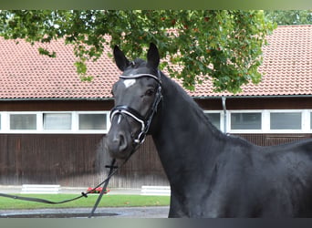 Hanoverian, Stallion, 2 years, 16.1 hh, Black