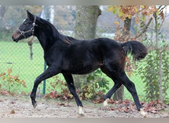 Hanoverian, Stallion, 2 years, 16.1 hh, Brown