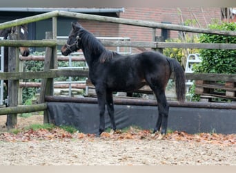 Hanoverian, Stallion, 2 years, 16.1 hh, Brown