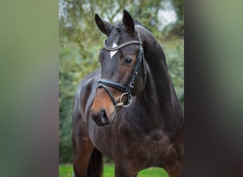 Hanoverian, Stallion, 2 years, 16,1 hh, Brown