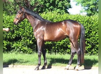 Hanoverian, Stallion, 2 years, 16.1 hh, Brown