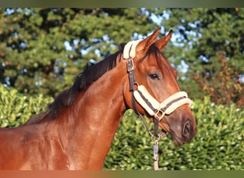 Hanoverian, Stallion, 2 years, 16.1 hh, Brown