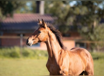 Hanoverian, Stallion, 2 years, 16,1 hh, Brown-Light