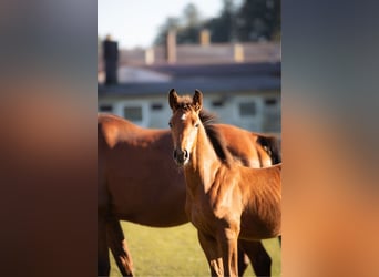 Hanoverian, Stallion, 2 years, 16,1 hh, Brown-Light