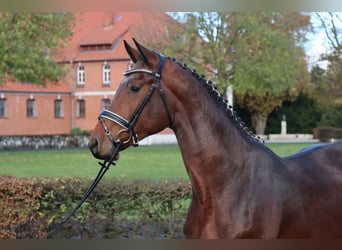 Hanoverian, Stallion, 2 years, 16.1 hh, Brown