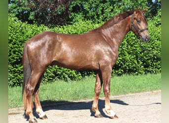 Hanoverian, Stallion, 2 years, 16.1 hh, Chestnut