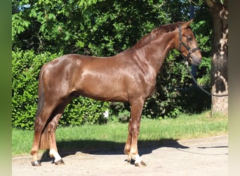Hanoverian, Stallion, 2 years, 16.1 hh, Chestnut