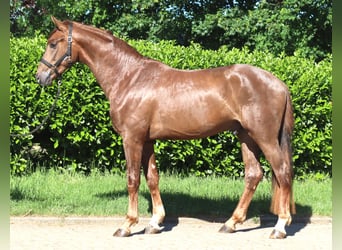 Hanoverian, Stallion, 2 years, 16.1 hh, Chestnut