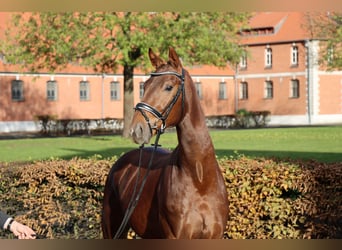 Hanoverian, Stallion, 2 years, 16.1 hh, Chestnut-Red