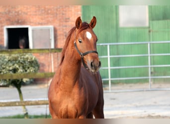 Hanoverian, Stallion, 2 years, 16.1 hh, Chestnut-Red