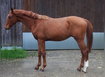 Hanoverian, Stallion, 2 years, 16.1 hh, Chestnut-Red