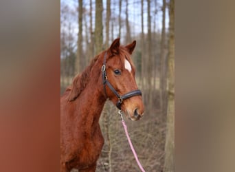 Hanoverian, Stallion, 2 years, 16.1 hh, Chestnut-Red