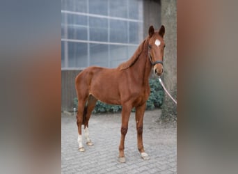 Hanoverian, Stallion, 2 years, 16.1 hh, Chestnut-Red