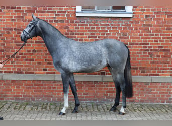 Hanoverian, Stallion, 2 years, 16.1 hh, Gray