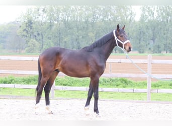 Hanoverian, Stallion, 2 years, 16.1 hh, Smoky-Black