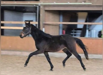 Hanoverian, Stallion, 2 years, 16.2 hh, Bay-Dark