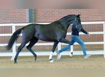 Hanoverian, Stallion, 2 years, 16.2 hh, Bay-Dark