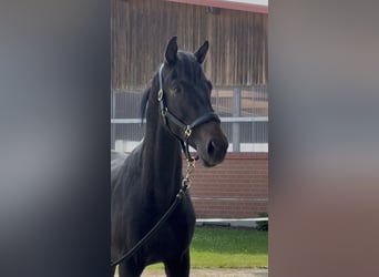 Hanoverian, Stallion, 2 years, 16.2 hh, Bay-Dark