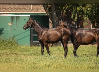 Hanoverian, Stallion, 2 years, 16,2 hh, Black