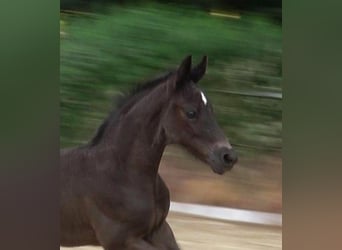 Hanoverian, Stallion, 2 years, 16,2 hh, Black