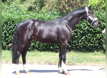 Hanoverian, Stallion, 2 years, 16.2 hh, Black