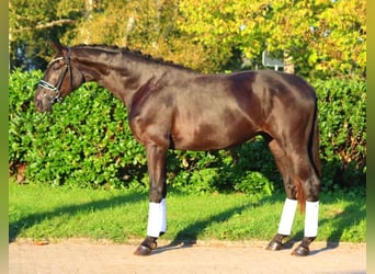 Hanoverian, Stallion, 2 years, 16,2 hh, Black