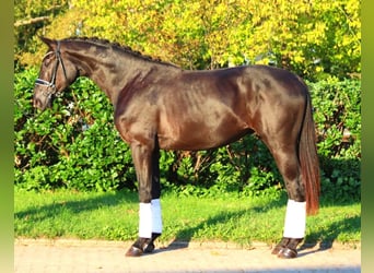 Hanoverian, Stallion, 2 years, 16,2 hh, Black