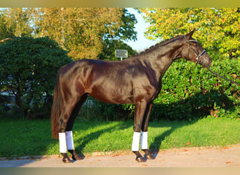 Hanoverian, Stallion, 2 years, 16,2 hh, Black