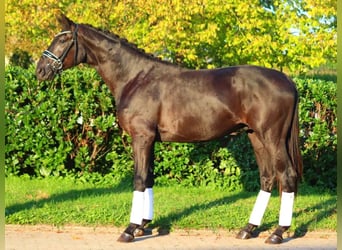 Hanoverian, Stallion, 2 years, 16,2 hh, Black