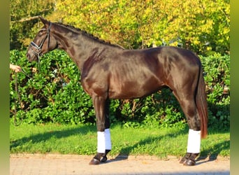 Hanoverian, Stallion, 2 years, 16,2 hh, Black