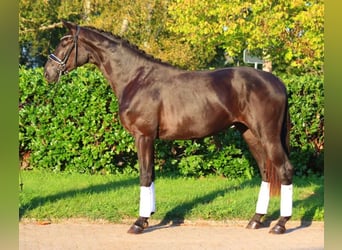 Hanoverian, Stallion, 2 years, 16,2 hh, Black