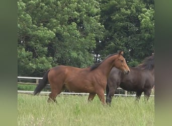 Hanoverian, Stallion, 2 years, 16,2 hh, Brown