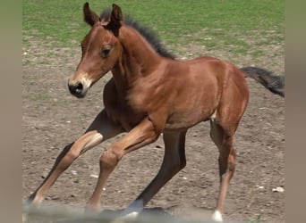 Hanoverian, Stallion, 2 years, 16,2 hh, Brown