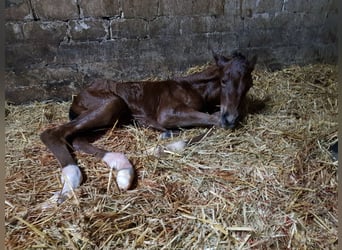 Hanoverian, Stallion, 2 years, 16,2 hh, Brown