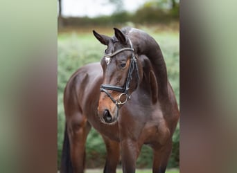 Hanoverian, Stallion, 2 years, 16,2 hh, Brown