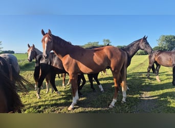 Hanoverian, Stallion, 2 years, 16.2 hh, Brown