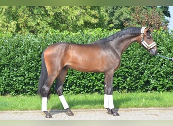 Hanoverian, Stallion, 2 years, 16.2 hh, Brown