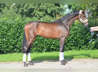 Hanoverian, Stallion, 2 years, 16.2 hh, Brown
