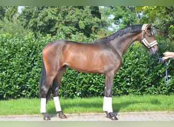 Hanoverian, Stallion, 2 years, 16.2 hh, Brown