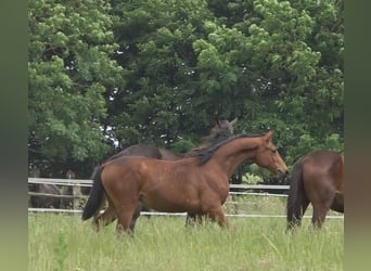 Hanoverian, Stallion, 2 years, 16,2 hh, Brown