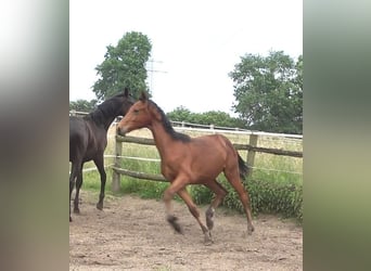 Hanoverian, Stallion, 2 years, 16,2 hh, Brown