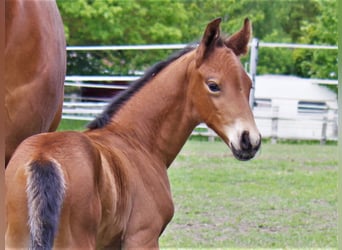 Hanoverian, Stallion, 2 years, 16,2 hh, Brown