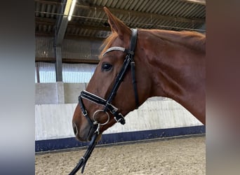 Hanoverian, Stallion, 2 years, 16,2 hh, Chestnut