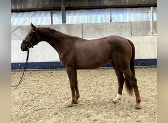 Hanoverian, Stallion, 2 years, 16,2 hh, Chestnut