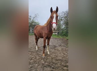 Hanoverian, Stallion, 2 years, 16.2 hh, Chestnut-Red