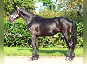 Hanoverian, Stallion, 2 years, 16,2 hh