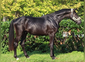 Hanoverian, Stallion, 2 years, 16,2 hh