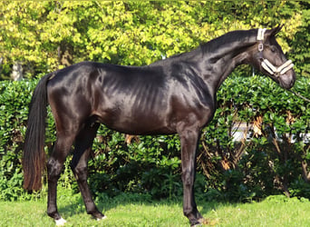 Hanoverian, Stallion, 2 years, 16,2 hh