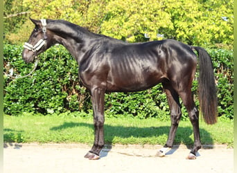 Hanoverian, Stallion, 2 years, 16,2 hh